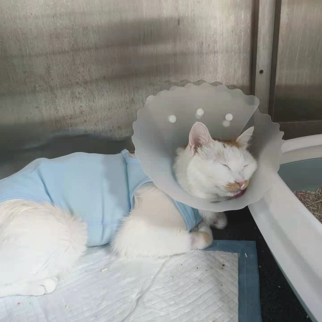 破防了！我的猫被切除脾脏后，医生却说可能是误诊？
