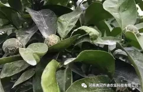 蓟马是什么马 这么难打 柑橘秋梢卷叶因为它 果农需注意 植保信息 微信公众号文章阅读 Wemp