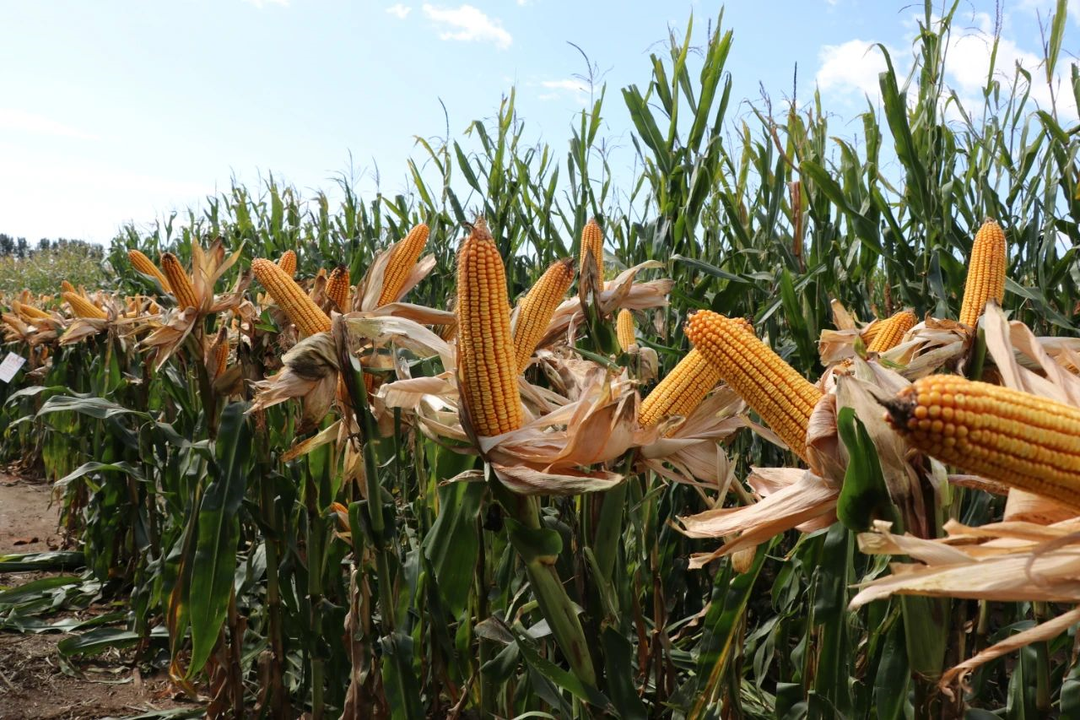 内蒙古利禾农业科技发展有限公司