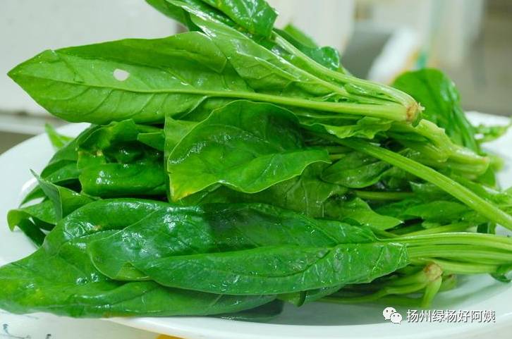 鹦鹉菜,鼠根菜,角菜,甜茶,拉筋菜,敏菜,飞薐菜,飞龙菜 简介:菠菜茎叶