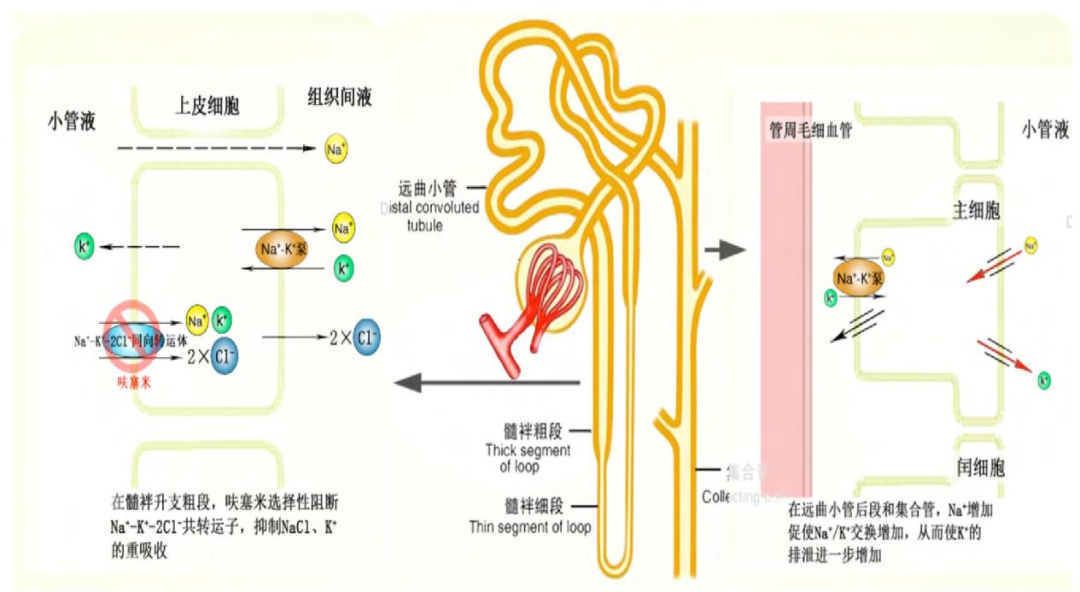 potassium concentration[9]6,钠离子交换树脂口服na 交换树脂后,在