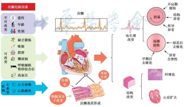 心律失常——房颤患者的紧急处置