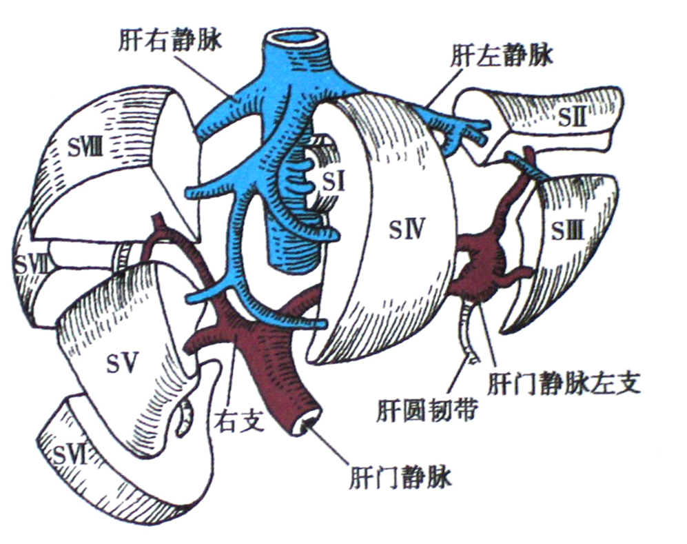 将肝分为两半肝,五叶和八段,八段自尾状叶始用罗马数字顺时针命名,每