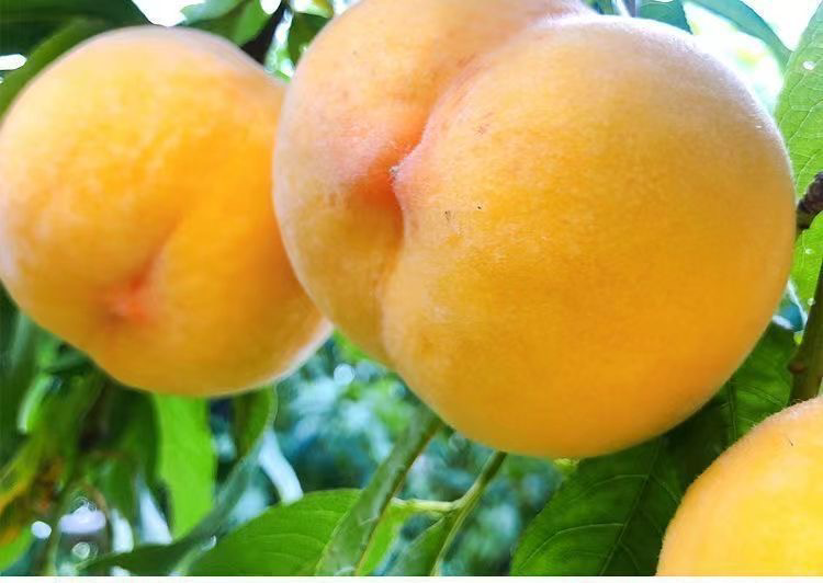 大家期待已久的长曲湾黄桃熟了快来采摘吧