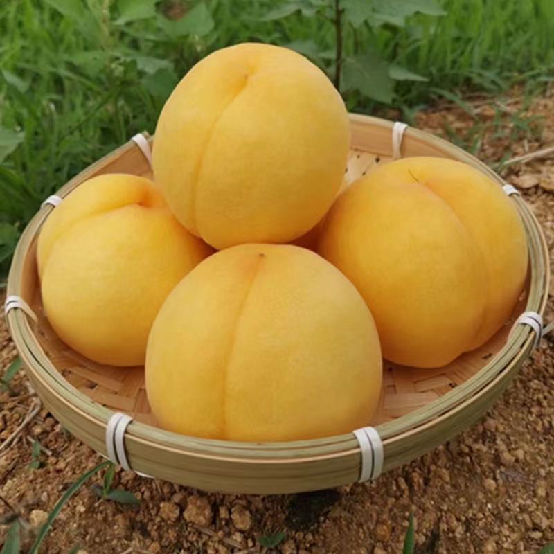 大家期待已久的长曲湾黄桃熟了快来采摘吧