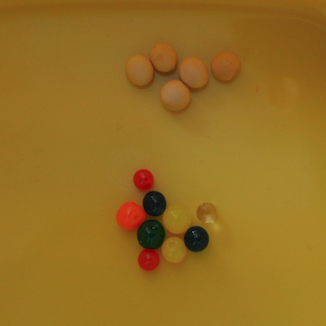 泡水前与黄豆相比