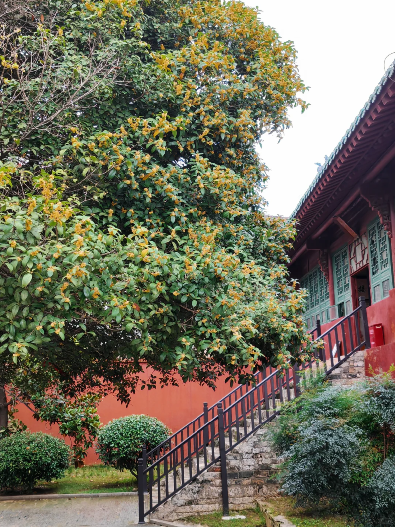 微信图片_20260921175228_153_66.png