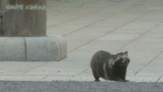 关于明治神宫，我写了个3000字的攻略 |日本深度游记