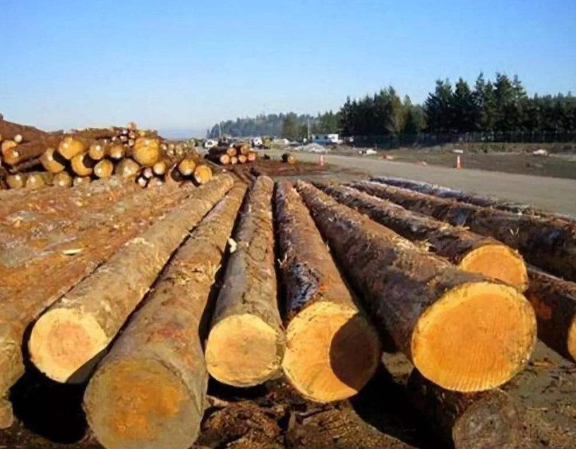 针叶材原木市场近期行情走势_木材之家