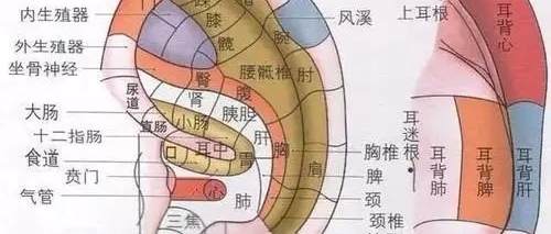 【直播预告】耳部全息铜砭刮痧方法及临床应用