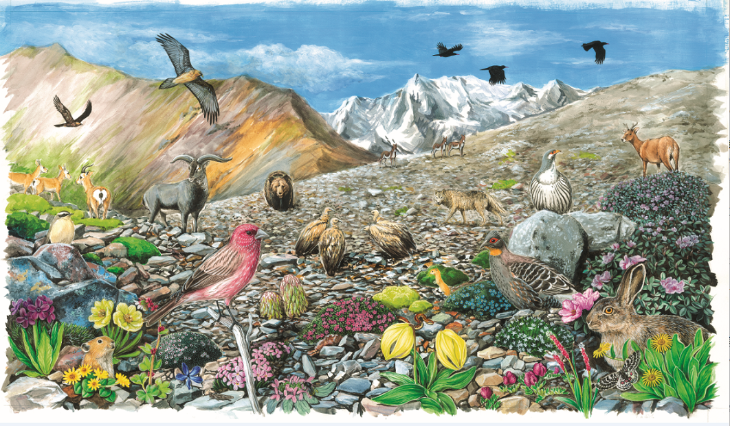 这个数字看似简单,但背后却是百年时间,几代学者和观鸟者的心血和成就