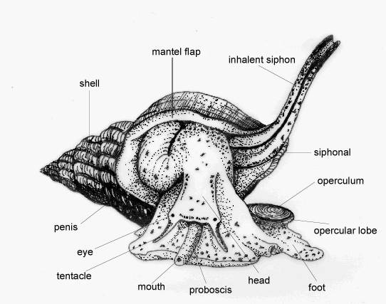 怎样分辨海螺公母图片图片