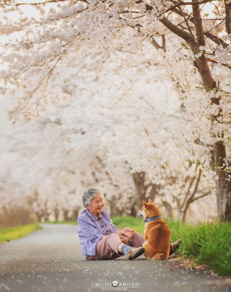 櫻花樹下85歲奶奶和柴犬一張圖片，獲12萬人點讚：