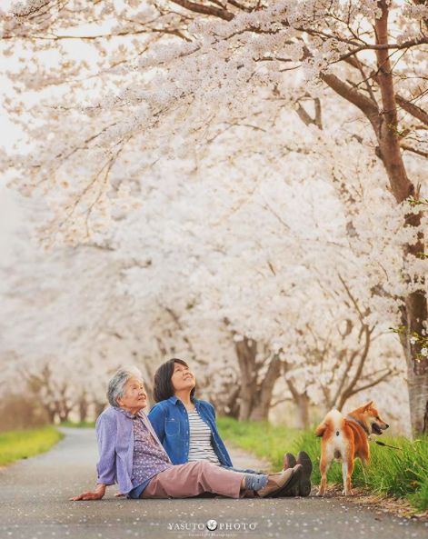 櫻花樹下85歲奶奶和柴犬一張圖片，獲12萬人點讚：