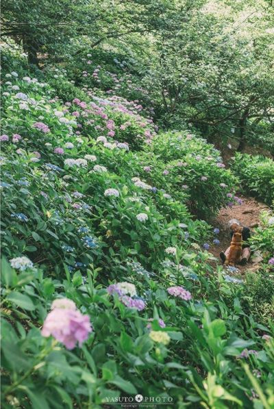 櫻花樹下85歲奶奶和柴犬一張圖片，獲12萬人點讚：