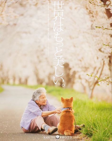 櫻花樹下85歲奶奶和柴犬一張圖片，獲12萬人點讚：