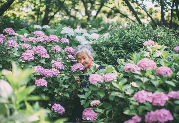 櫻花樹下85歲奶奶和柴犬一張圖片，獲12萬人點讚：