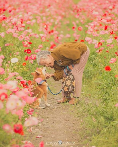 櫻花樹下85歲奶奶和柴犬一張圖片，獲12萬人點讚：