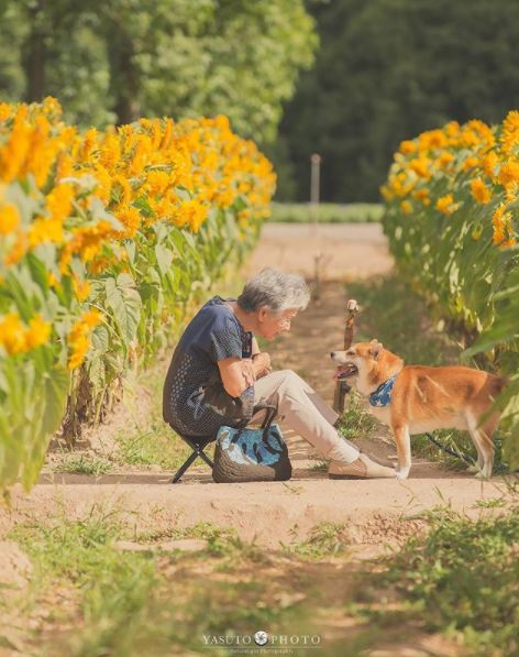 櫻花樹下85歲奶奶和柴犬一張圖片，獲12萬人點讚：