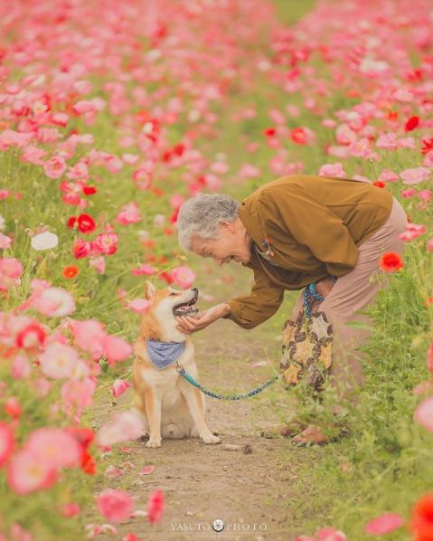 櫻花樹下85歲奶奶和柴犬一張圖片，獲12萬人點讚：