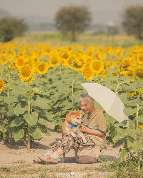 櫻花樹下85歲奶奶和柴犬一張圖片，獲12萬人點讚：