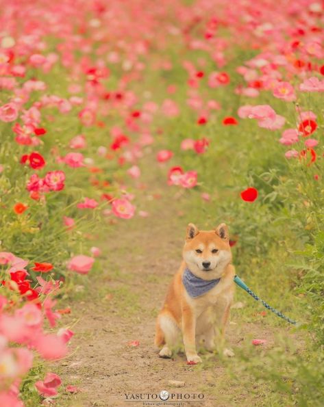 櫻花樹下85歲奶奶和柴犬一張圖片，獲12萬人點讚：