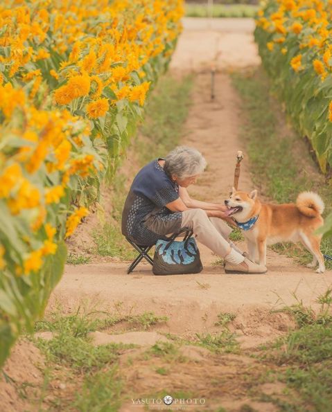 櫻花樹下85歲奶奶和柴犬一張圖片，獲12萬人點讚：