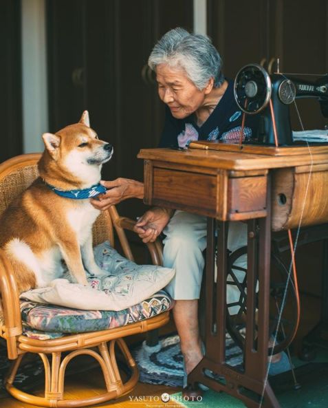 櫻花樹下85歲奶奶和柴犬一張圖片，獲12萬人點讚：