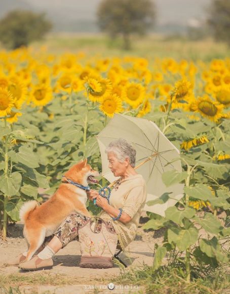 櫻花樹下85歲奶奶和柴犬一張圖片，獲12萬人點讚：