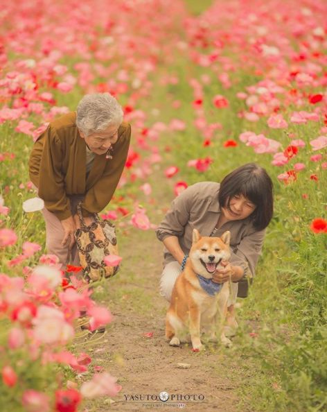 櫻花樹下85歲奶奶和柴犬一張圖片，獲12萬人點讚：