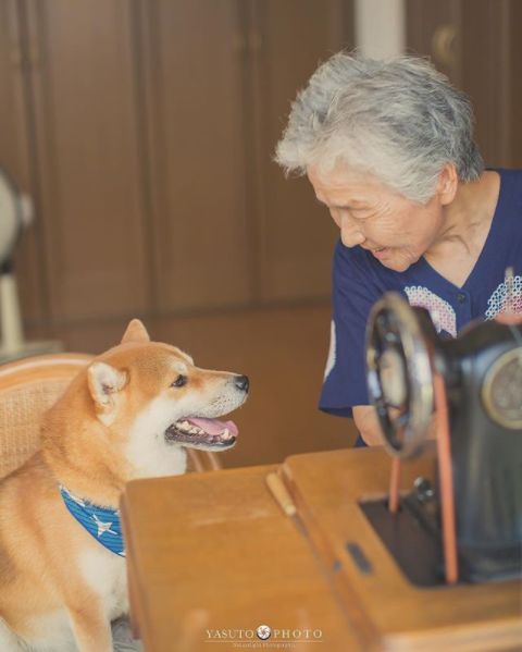 櫻花樹下85歲奶奶和柴犬一張圖片，獲12萬人點讚：