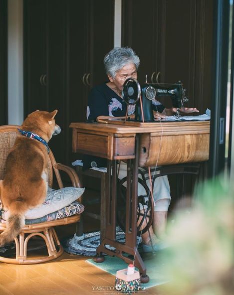 櫻花樹下85歲奶奶和柴犬一張圖片，獲12萬人點讚：