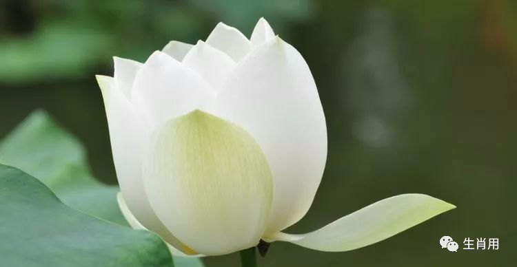 什么生肖很温柔_买温柔的生肖是什么生肖_买温柔的生肖