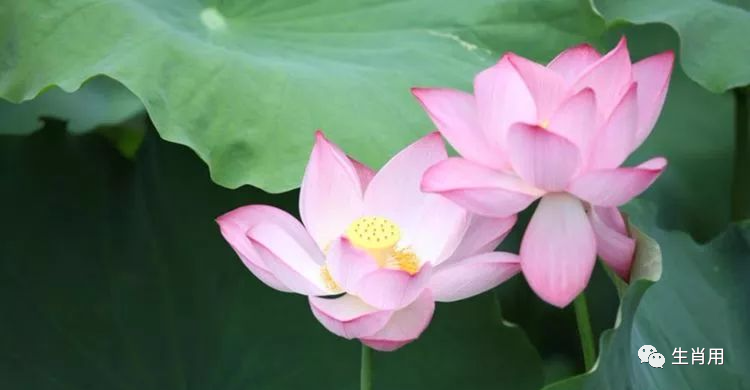买温柔的生肖是什么生肖_什么生肖很温柔_买温柔的生肖