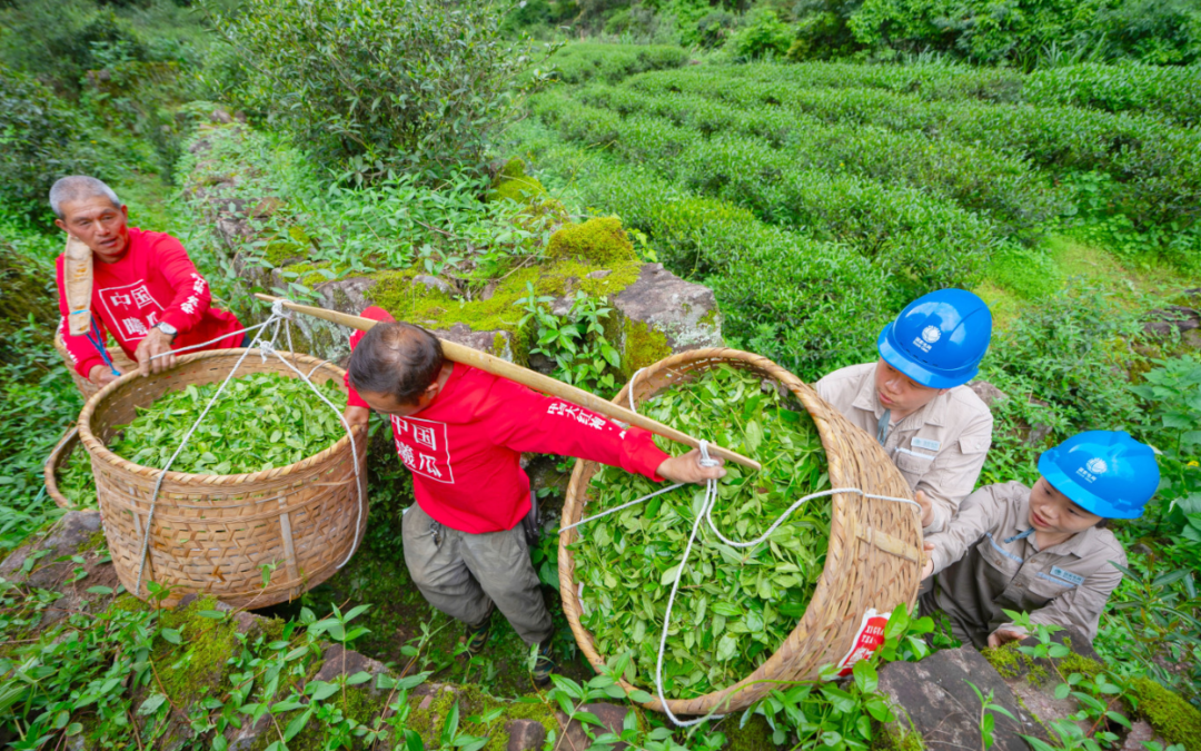 春茶期间电力“科特派”小队在茶山放飞运载无人机协助运送茶青（陈龙辉摄） (2) 拷贝.jpg