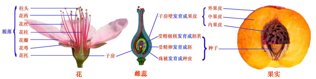 我们都知道,植物的果实是由花发育来的.