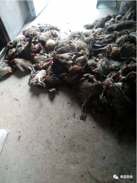 荣县一养殖户300多只野鸡惨遭黑手,死状惨烈!