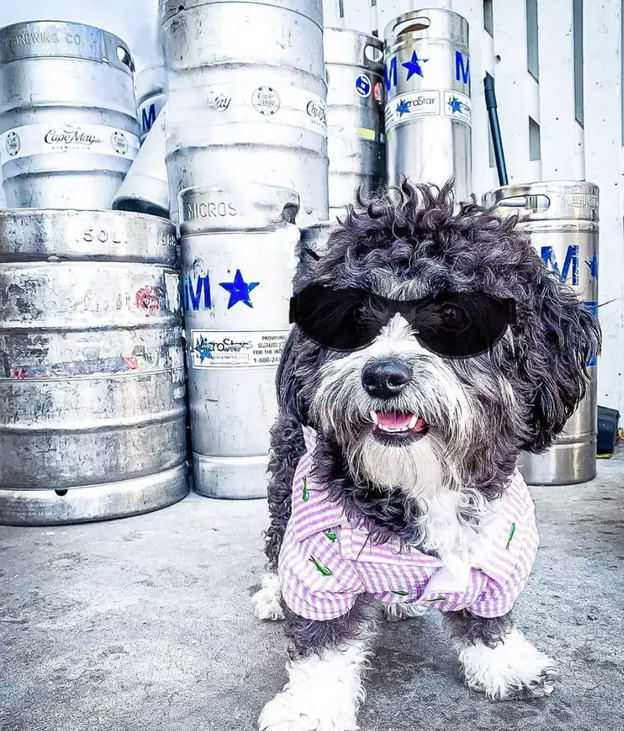 戴上墨镜的酷酷汪星人