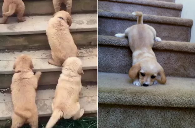 第一次下楼梯的狗狗们，萌蠢萌蠢的