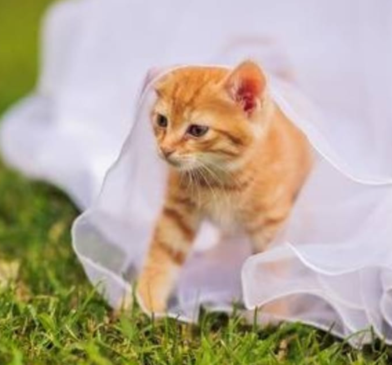 有幸参与主人婚礼的可爱喵星人