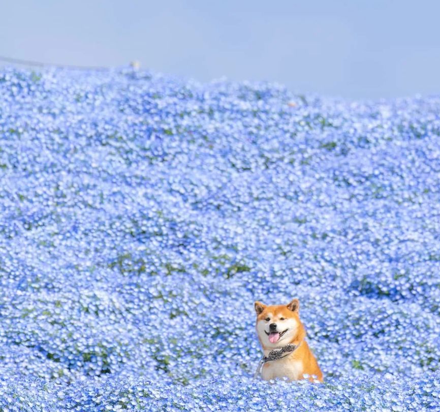 攝影師拍下的一組柴犬照片，這笑容好治愈！ 寵物 第8張