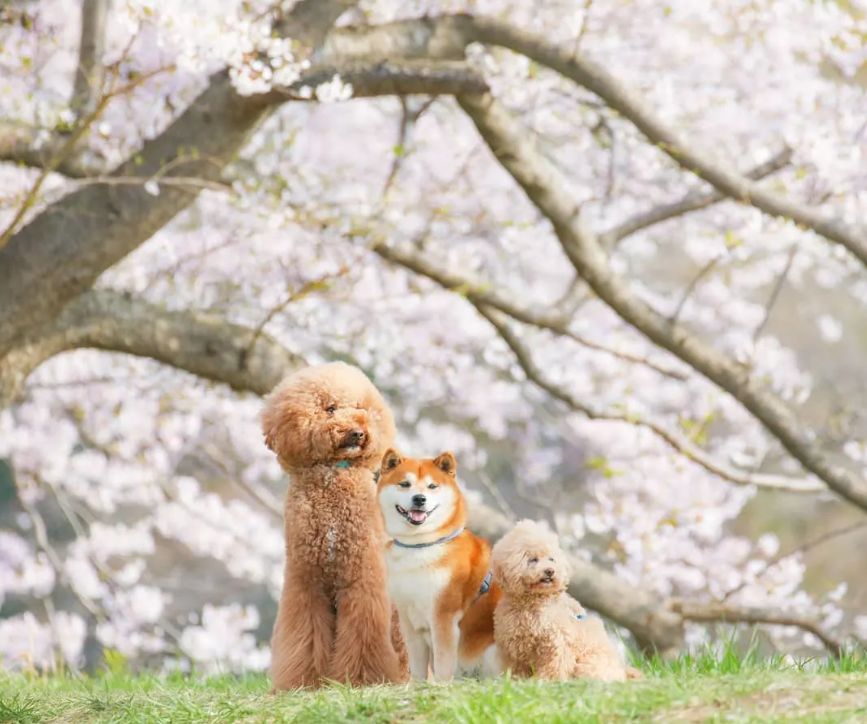 攝影師拍下的一組柴犬照片，這笑容好治愈！ 寵物 第12張