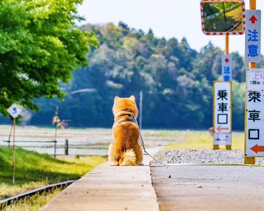 攝影師拍下的一組柴犬照片，這笑容好治愈！ 寵物 第3張