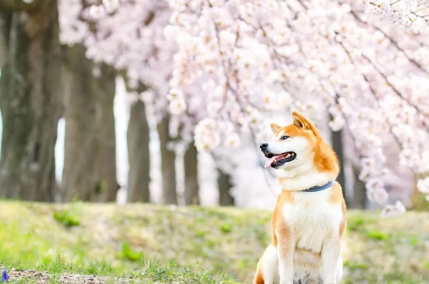 攝影師拍下的一組柴犬照片，這笑容好治愈！ 寵物 第10張