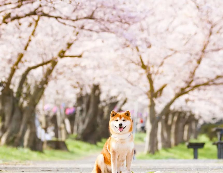 攝影師拍下的一組柴犬照片，這笑容好治愈！ 寵物 第14張