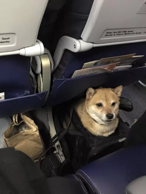 乘飞机的狗狗们