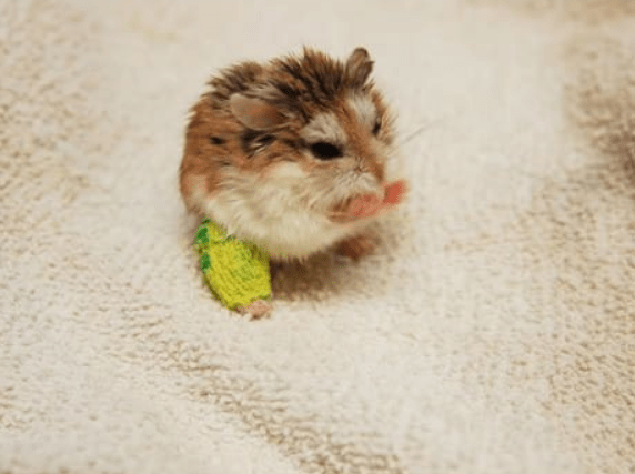 打了石膏的动物们，得到人类悉心的照料