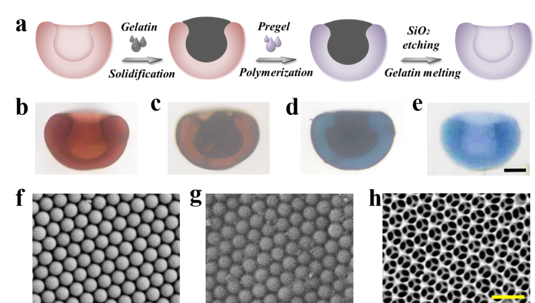 南京大学鼓楼医院赵远锦教授课题组：受爬山虎启发的药物微载体新进展的图3