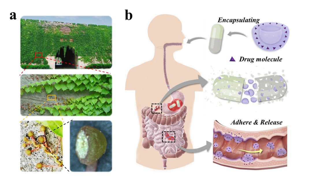 南京大学鼓楼医院赵远锦教授课题组：受爬山虎启发的药物微载体新进展的图1