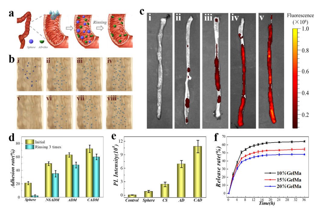 南京大学鼓楼医院赵远锦教授课题组：受爬山虎启发的药物微载体新进展的图4